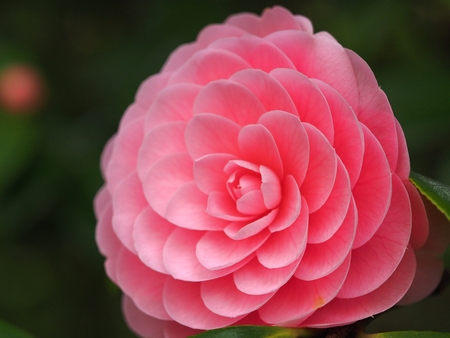 otometsubaki camellia japonicaの写真素材