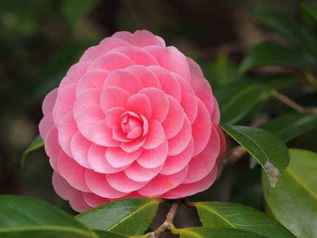 otometsubaki camellia japonicaの写真素材