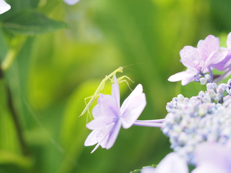 kamakiri praying mantis hydrangeaの写真素材