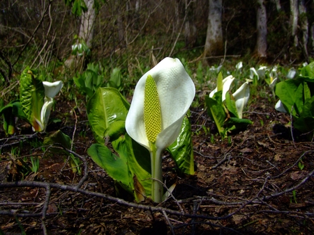 Hakuba, Tsugaike, Japan, Skunk cabbage, MizuBashouの写真素材