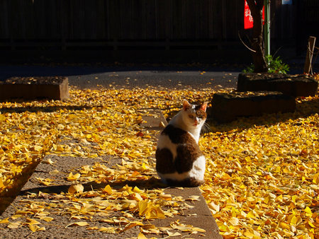 cat isolated turn back