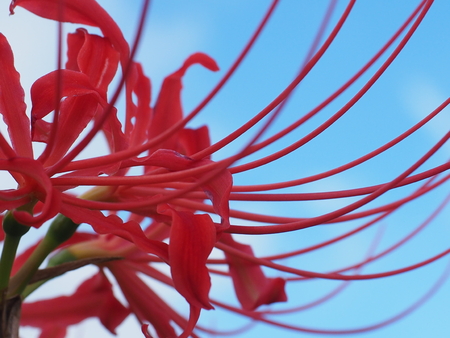 Higanbana Red spider lilyの写真素材