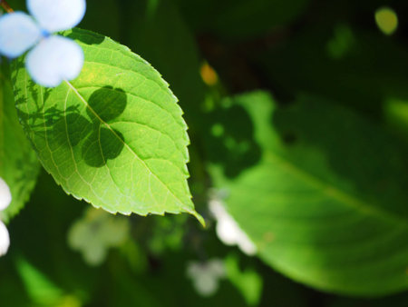 shadow of hydrangea petal on leaf