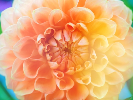 dahlia flowe close upの写真素材