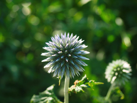 ruritamaazami flower echinops