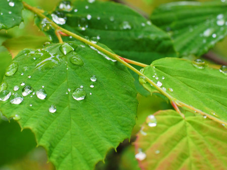 raindrops on leaf after the rain