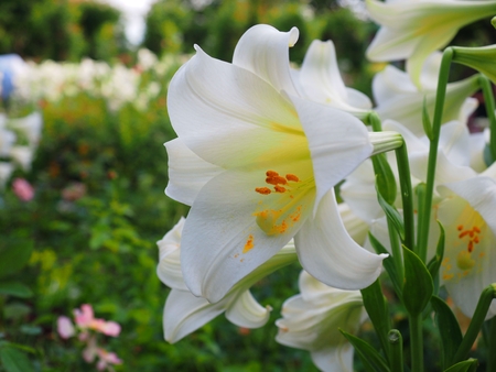Yuri lily flower in the gardenの写真素材