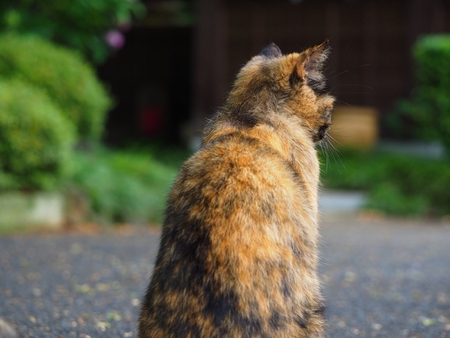 back view of wild catの写真素材