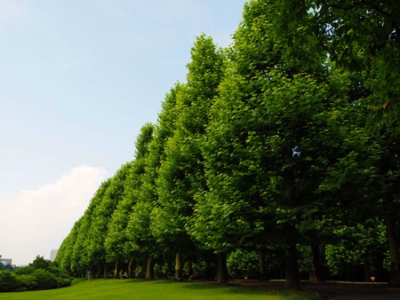 Shinjuku Gyoen National Garden Tokyo, Japanの写真素材