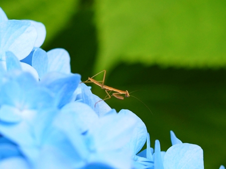 larva of mantis on hydrangea petalsの写真素材
