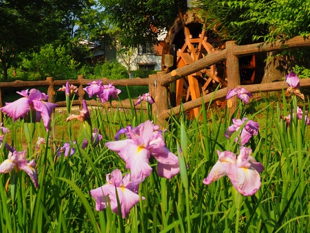 katakurajoseki park Hachioji city Tokyo, Japanの写真素材