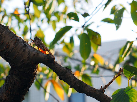 cicada on branch