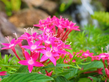 Pentas lanceolata flowerの写真素材