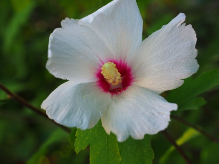 Mukuge Hibiscus syriacusの写真素材