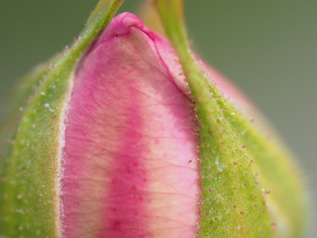 pink rose bud closeupの写真素材