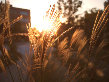 susuki, Japanese pampas grass in sunset