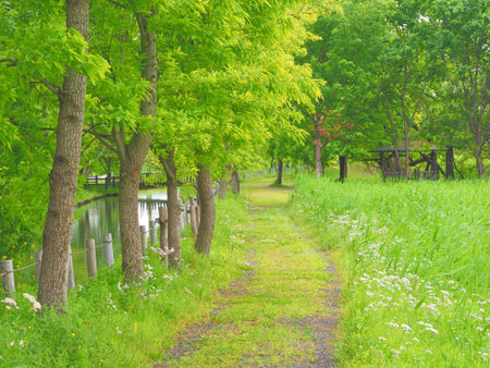 footpath along the river ukiyanosato park in new green season