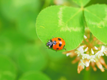 ladybug coccinellidae on green leaves
