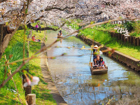sakura cherry blossom along the shinkashi-gawa river near by HIkawa-jinja shrine Kawagoe Saitama,Japanのeditorial素材