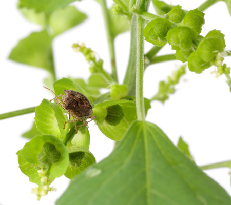 Eocanthecona furcellata on Tree-seeded mercury flowerの写真素材