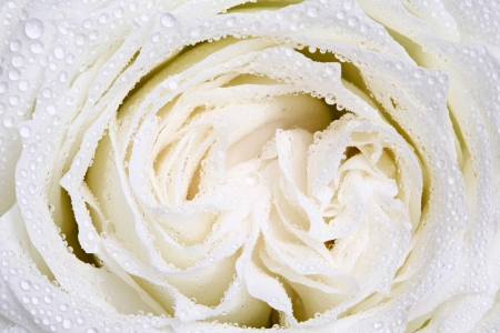 Close up white rose with water dropletの写真素材