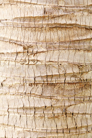 Close up coconut tree bark