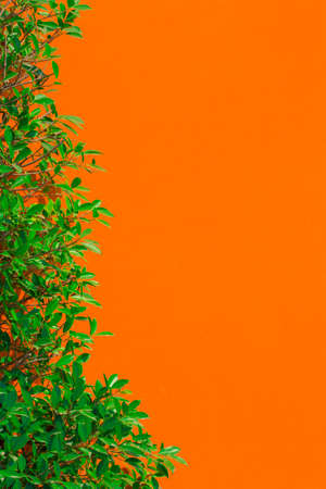 Green leaf and orange color wall backgroundの写真素材