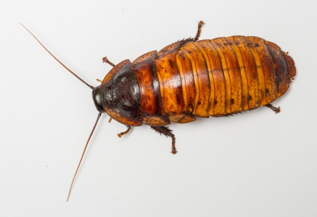 Gromphadorhima portentosa - Madagascan giant hissing cockroach or Hisserの写真素材