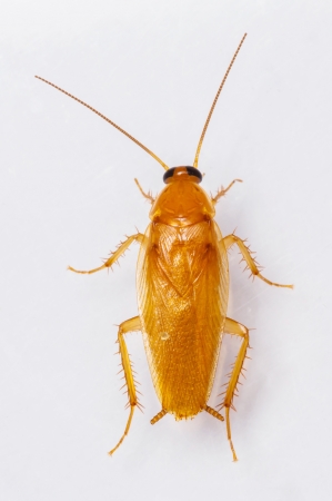 Smooth cockroach - Symploce pallens isolated on whiteの写真素材