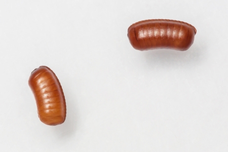 Smooth cockroach - Symploce pallens egg sacks isolated on whiteの写真素材