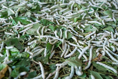 Close up silkworms eat mulberry leafの写真素材