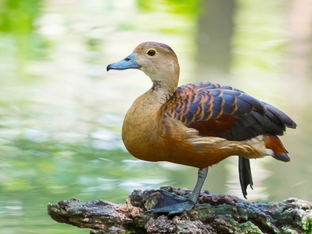 Close up Lesser whistling duck in parkの写真素材