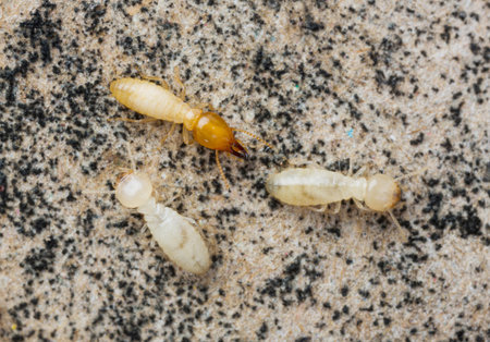 Close up termites or white ants in Thailand