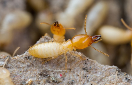Close up termites or white ants in Thailandの写真素材