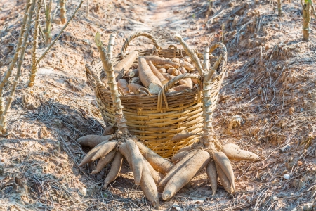 Cassava - tapioca or manioc plantation and harvest in eastern of Thailandの写真素材