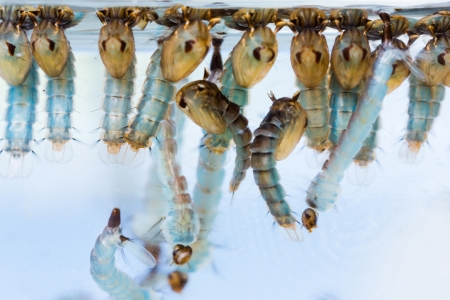 Close up mosquito pupae and larvae underwaterの写真素材