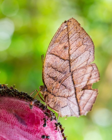 Leaf butterfly on syrup feeding ball in Thailandの写真素材