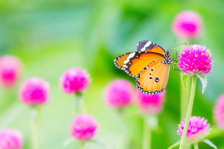 Plain tiger butterfly on globe amaranth or bachelor button flower in public park in Thailand