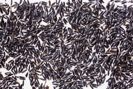 Close up dried mosquito eggs hatch isolated on white paper backgroundの写真素材