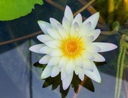 Close up yellow color blooming water lily or lotus flower in pondの写真素材