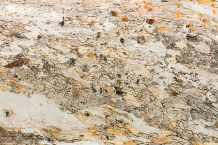 Close up beautiful eucalyptus tree bark texture in public park