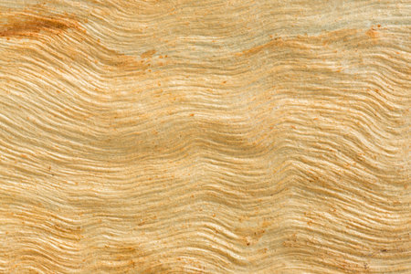 Close up beautiful eucalyptus tree bark texture in public parkの写真素材