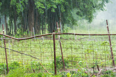 Raining in empty ranch farm using for sad or lonely concept の写真素材