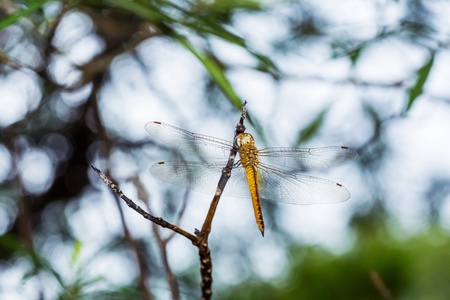 Close golden color dragonfly on twig for mysterious conceptの写真素材