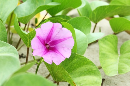 Close up goat's foot creeper ipomea flower on the beachの写真素材