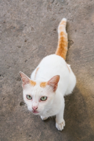 Thai white color cat sit on concrete floorの写真素材