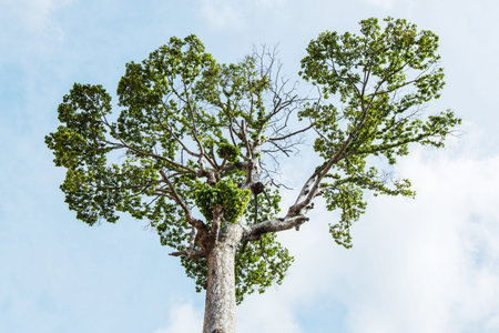 Big tree in blue sky from low angle 