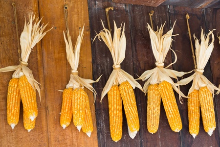 Dry corn hang on old wooden wall in barnの写真素材