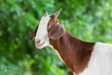 Close up young goat in livestock farm from central of Thailandの写真素材