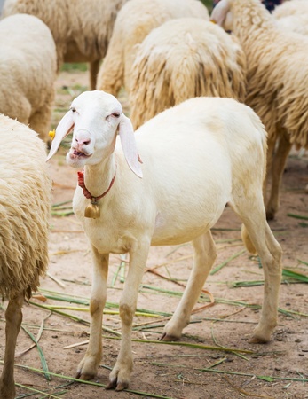Close up single white sheep laughing in farm の写真素材